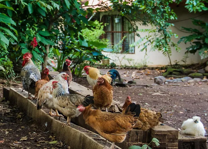 Quinta Mi Tata * Sardinal (Guanacaste)
