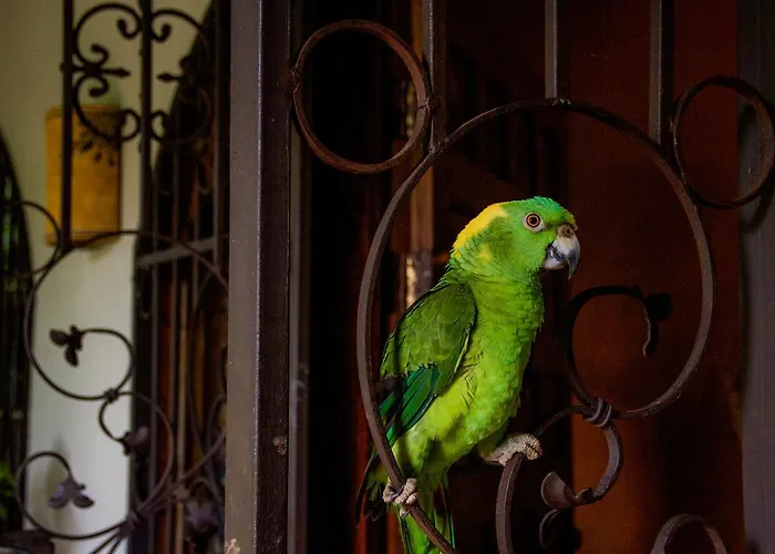 Quinta Mi Tata * Sardinal (Guanacaste)