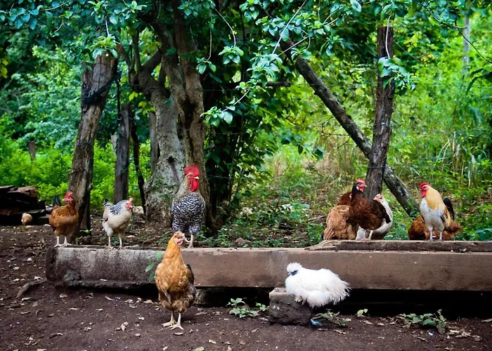 Frühstückspension Quinta Mi Tata Sardinal (Guanacaste)